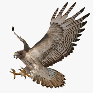 Buteo Jamaicensis 'Red-tailed Hawk'