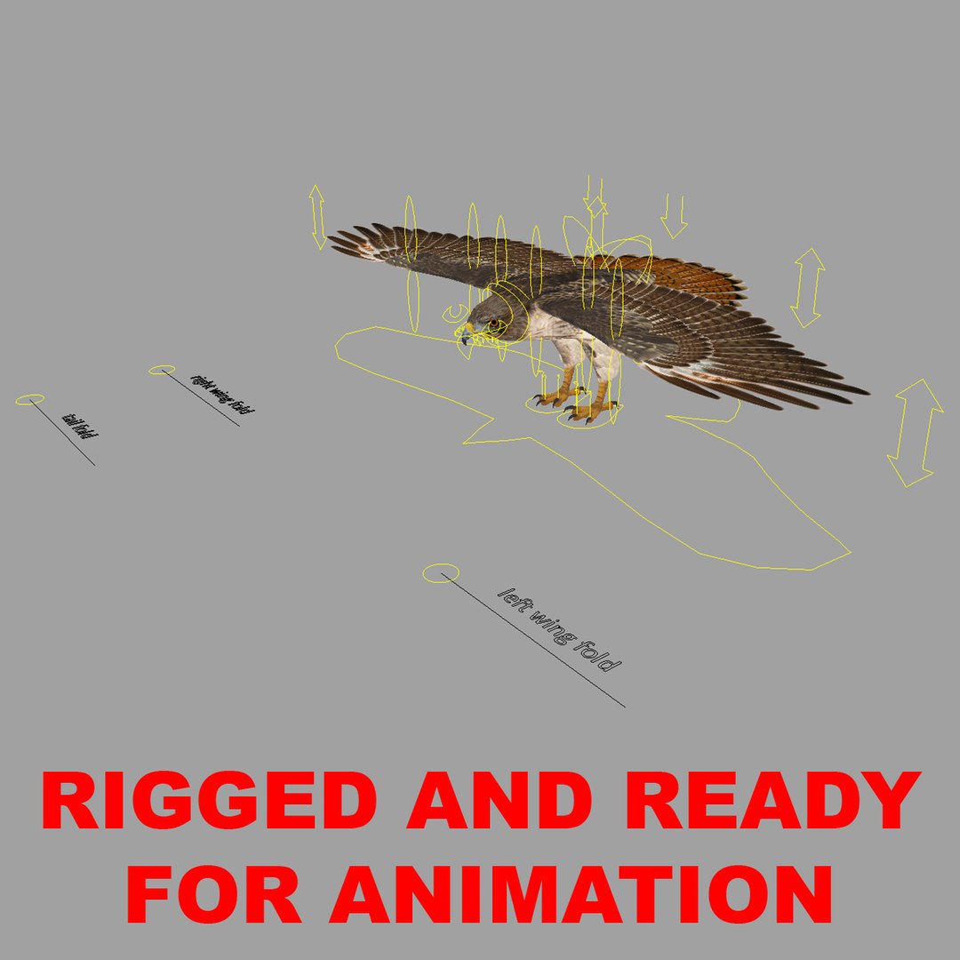 3d model buteo jamaicensis red-tailed hawk https://p.turbosquid.com/ts-thumb/15/BuT1Dj/Of39smkk/rigged/jpg/1393183517/1920x1080/fit_q87/834a9d637dcfe6d51dab85e498cb5deb453174ae/rigged.jpg