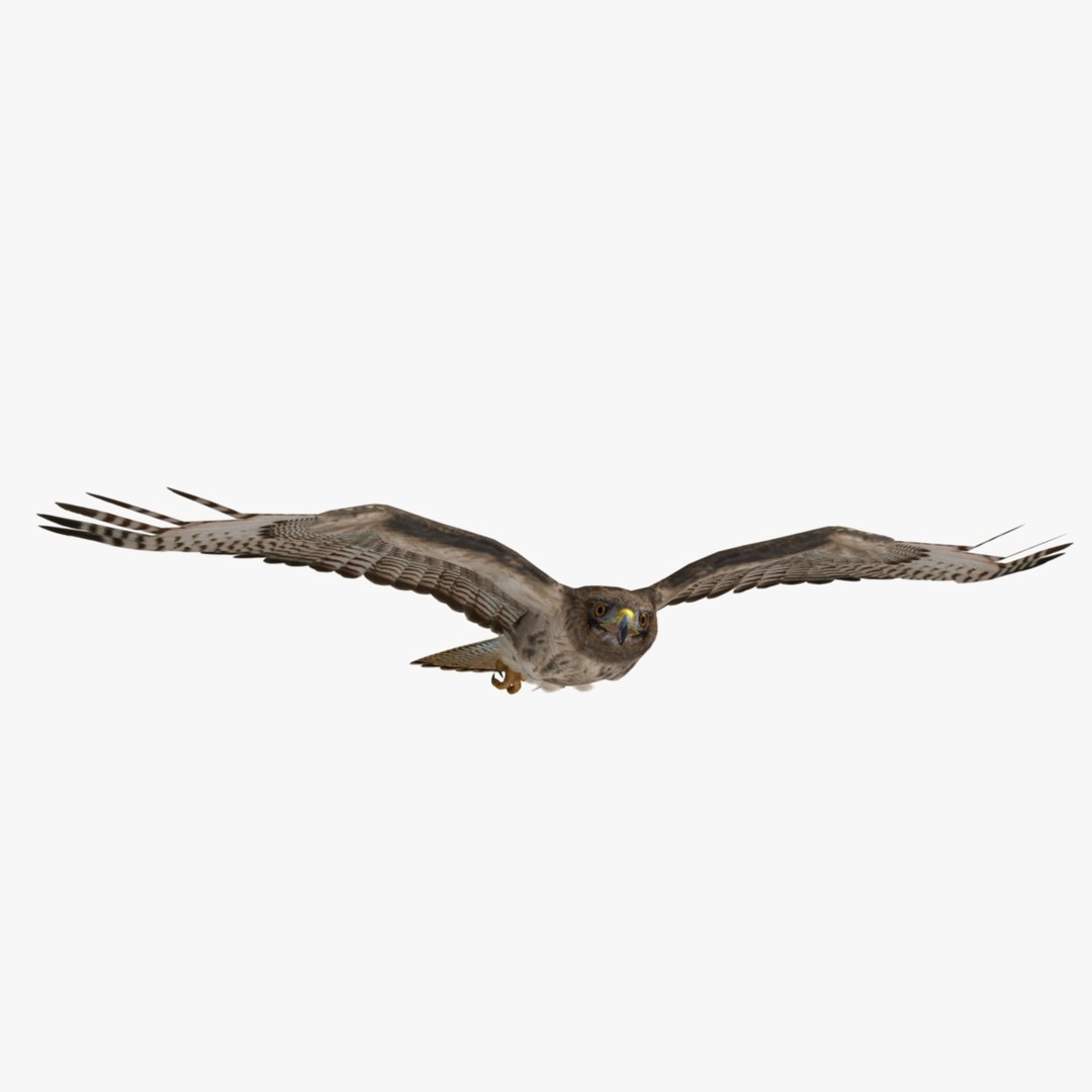 3d model buteo jamaicensis red-tailed hawk https://p.turbosquid.com/ts-thumb/15/BuT1Dj/UiVecPYx/r06/jpg/1393136937/1920x1080/fit_q87/ef8a285b1006249d6f50bedd4eddb5df720fc5a2/r06.jpg
