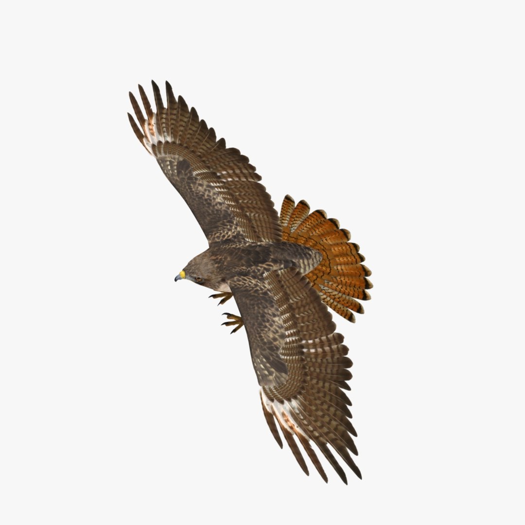 3d model buteo jamaicensis red-tailed hawk https://p.turbosquid.com/ts-thumb/15/BuT1Dj/WG3khJZp/r02/jpg/1393135730/1920x1080/fit_q87/53e13a2836671585bbc9a728d8d7ce3e544ebbf0/r02.jpg