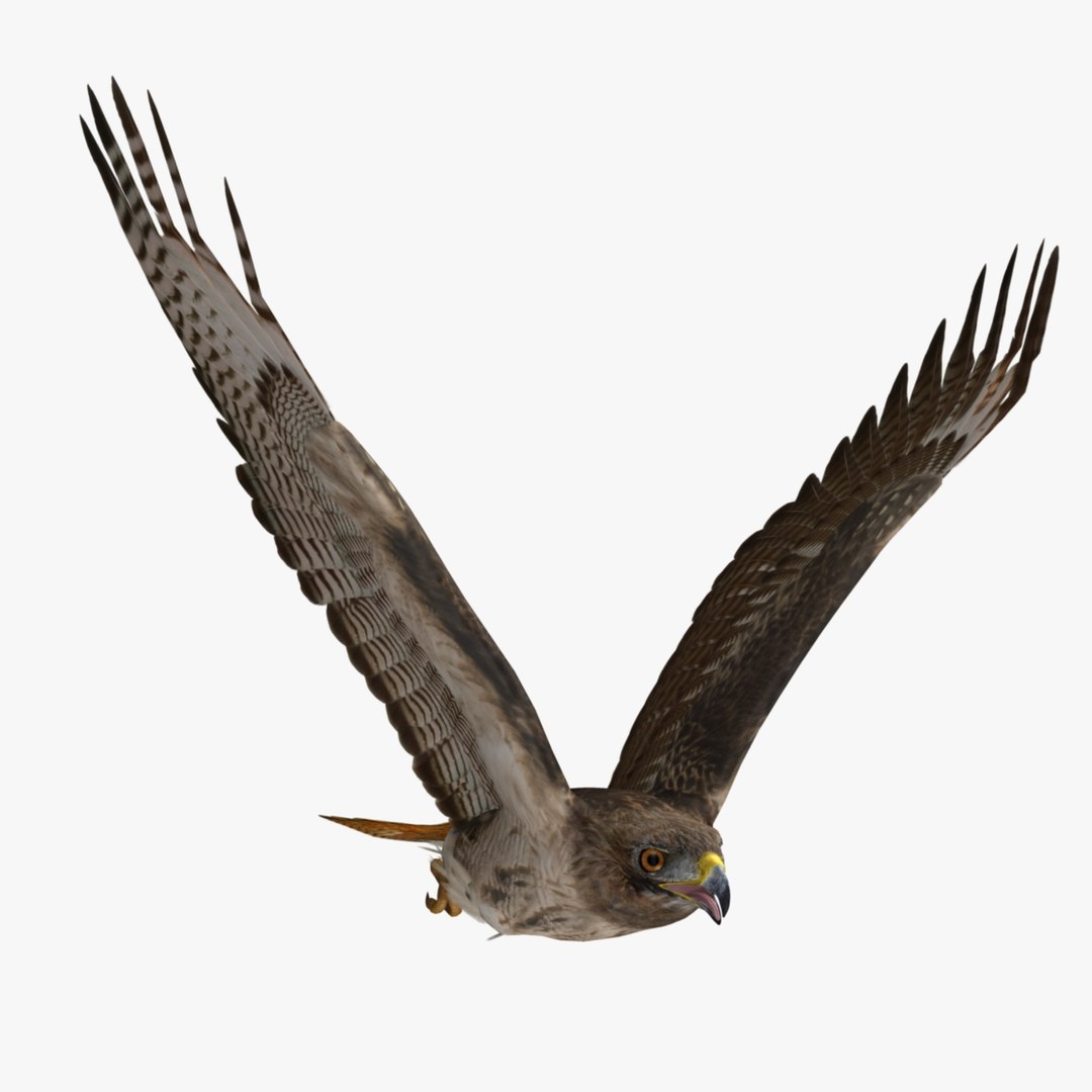 3d model buteo jamaicensis red-tailed hawk https://p.turbosquid.com/ts-thumb/15/BuT1Dj/beeWvXsh/r14/jpg/1393150805/1920x1080/fit_q87/030a1e90107e8866195f1ca3236894921b9e3263/r14.jpg