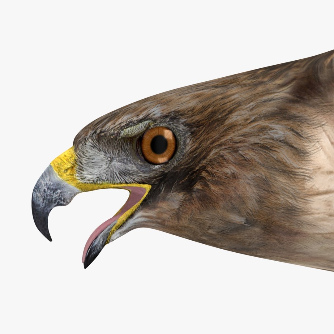 3d model buteo jamaicensis red-tailed hawk https://p.turbosquid.com/ts-thumb/15/BuT1Dj/ed9NwNC3/r03/jpg/1393135715/1920x1080/fit_q87/694b90d9ba9aeea586e5f663aae0e8770407c6ce/r03.jpg