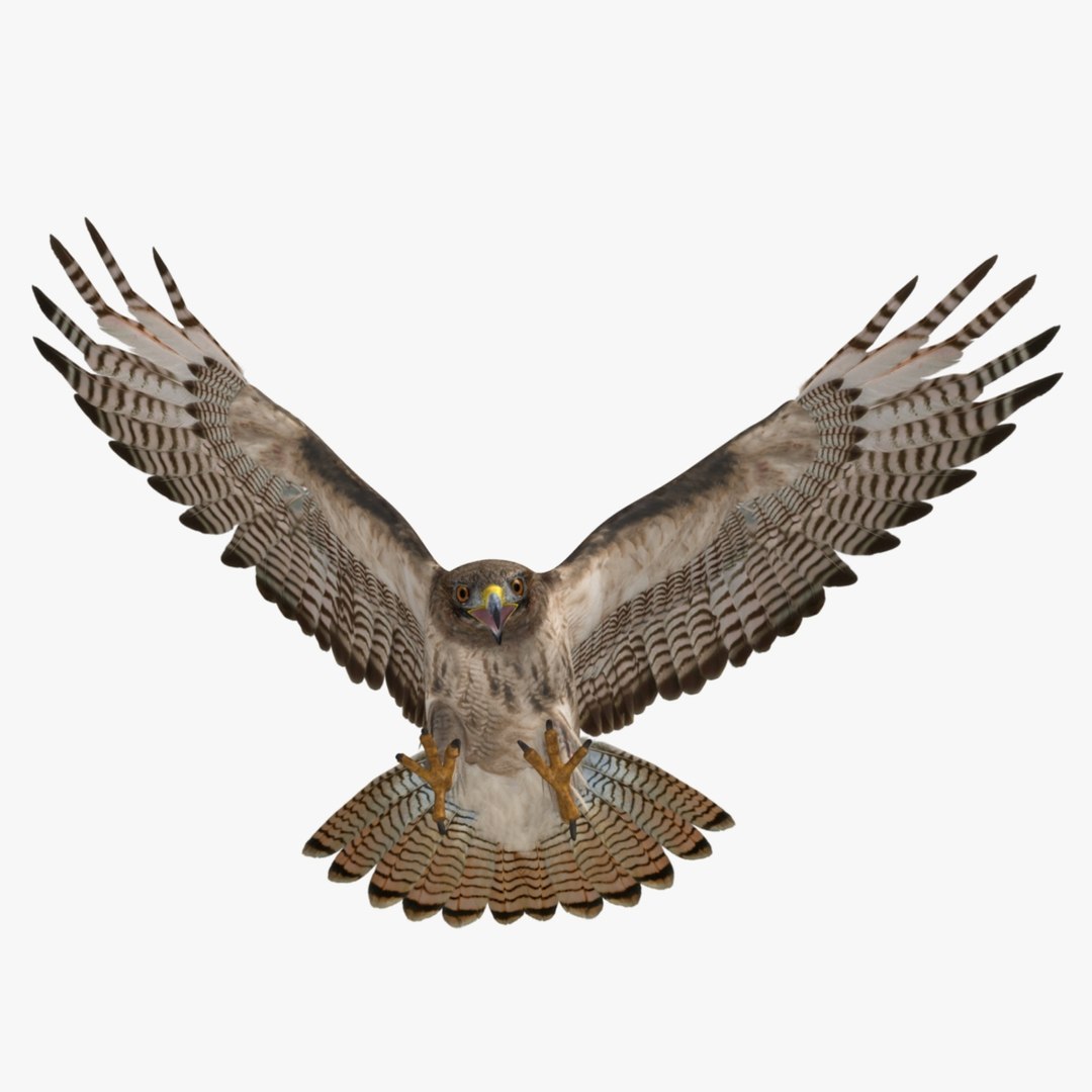 3d model buteo jamaicensis red-tailed hawk https://p.turbosquid.com/ts-thumb/15/BuT1Dj/pbhQAkt5/r15/jpg/1393151410/1920x1080/fit_q87/df87d8f5ed279d6a0c6983f27a8d478977816a8b/r15.jpg