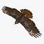 Buteo Jamaicensis 'Red-tailed Hawk'