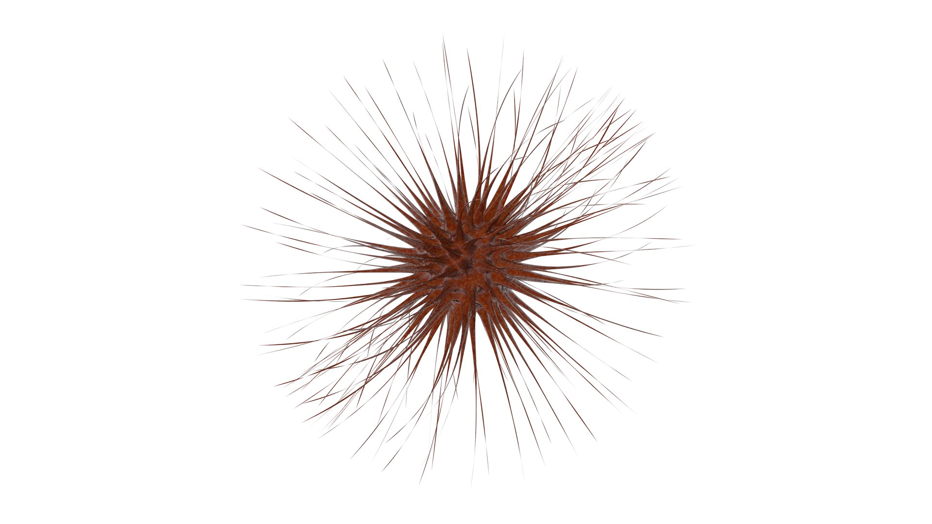 - 3D model https://p.turbosquid.com/ts-thumb/15/Clzd4q/kv/1cor0000/png/1611441111/1920x1080/fit_q87/33c0c344e55377abb8db5a3b372b3a3f6991fa0a/1cor0000.jpg