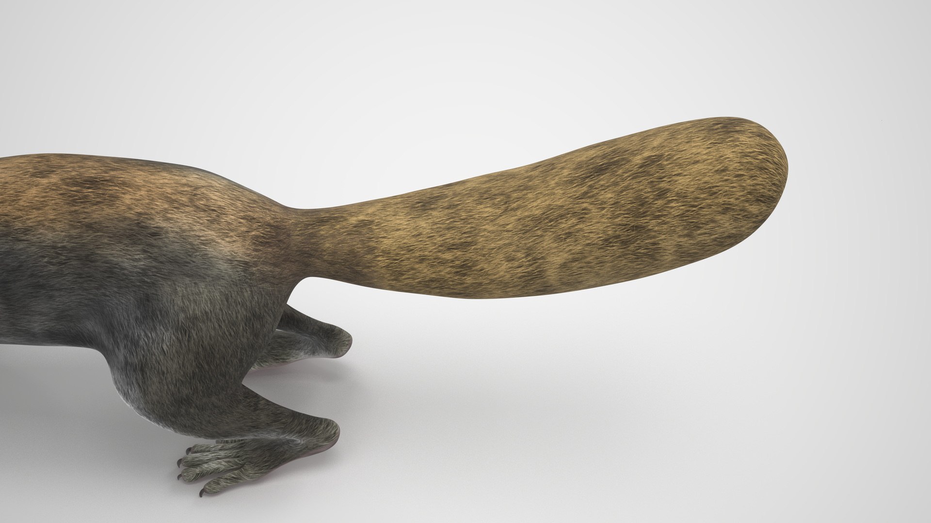 Gray Squirrel Rigged For Maya 3D Model - TurboSquid 2280287