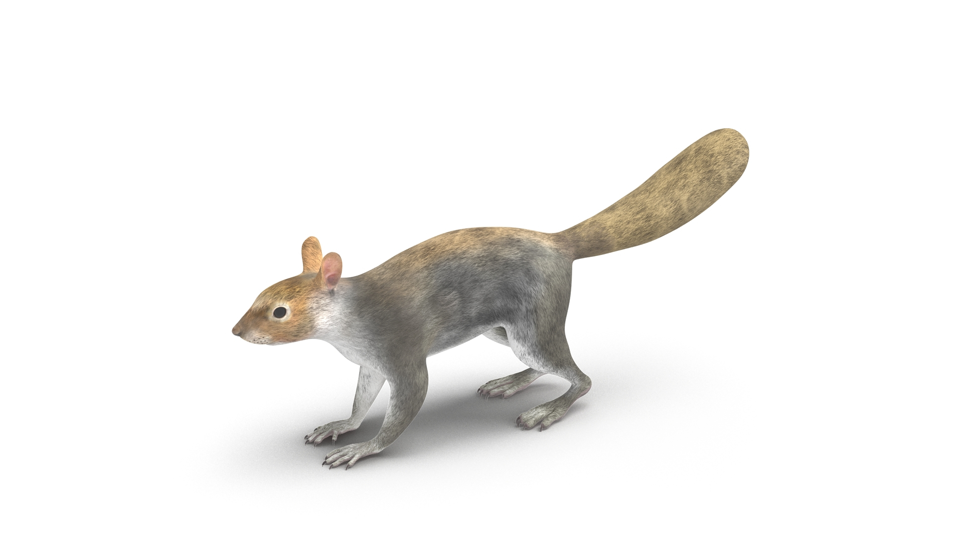 Gray Squirrel Rigged For Maya 3D Model - TurboSquid 2280287
