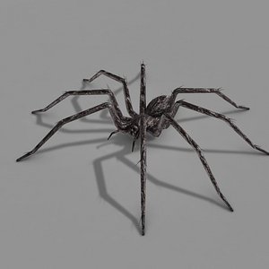 spider model