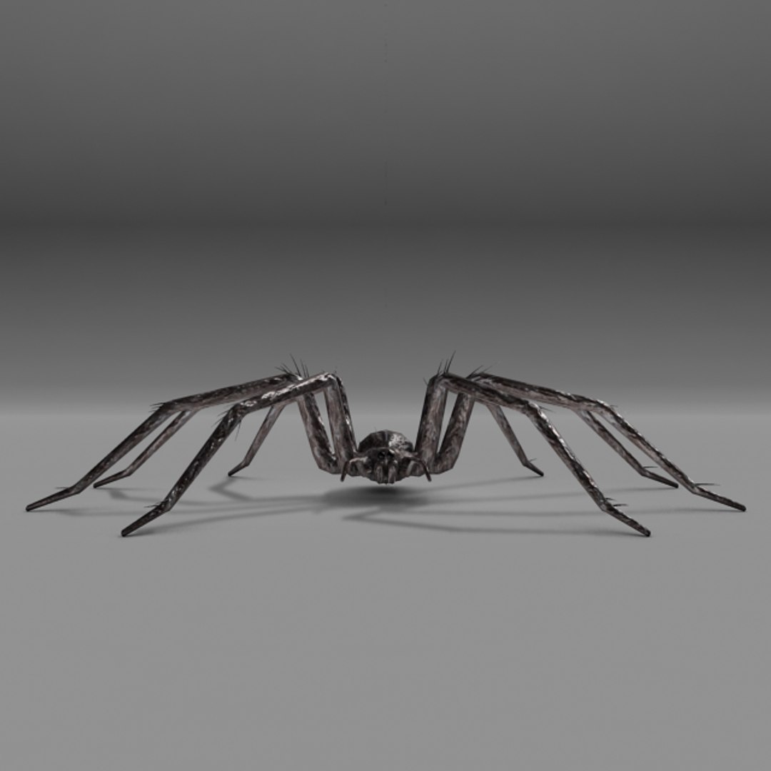 Spider Model - TurboSquid 578032