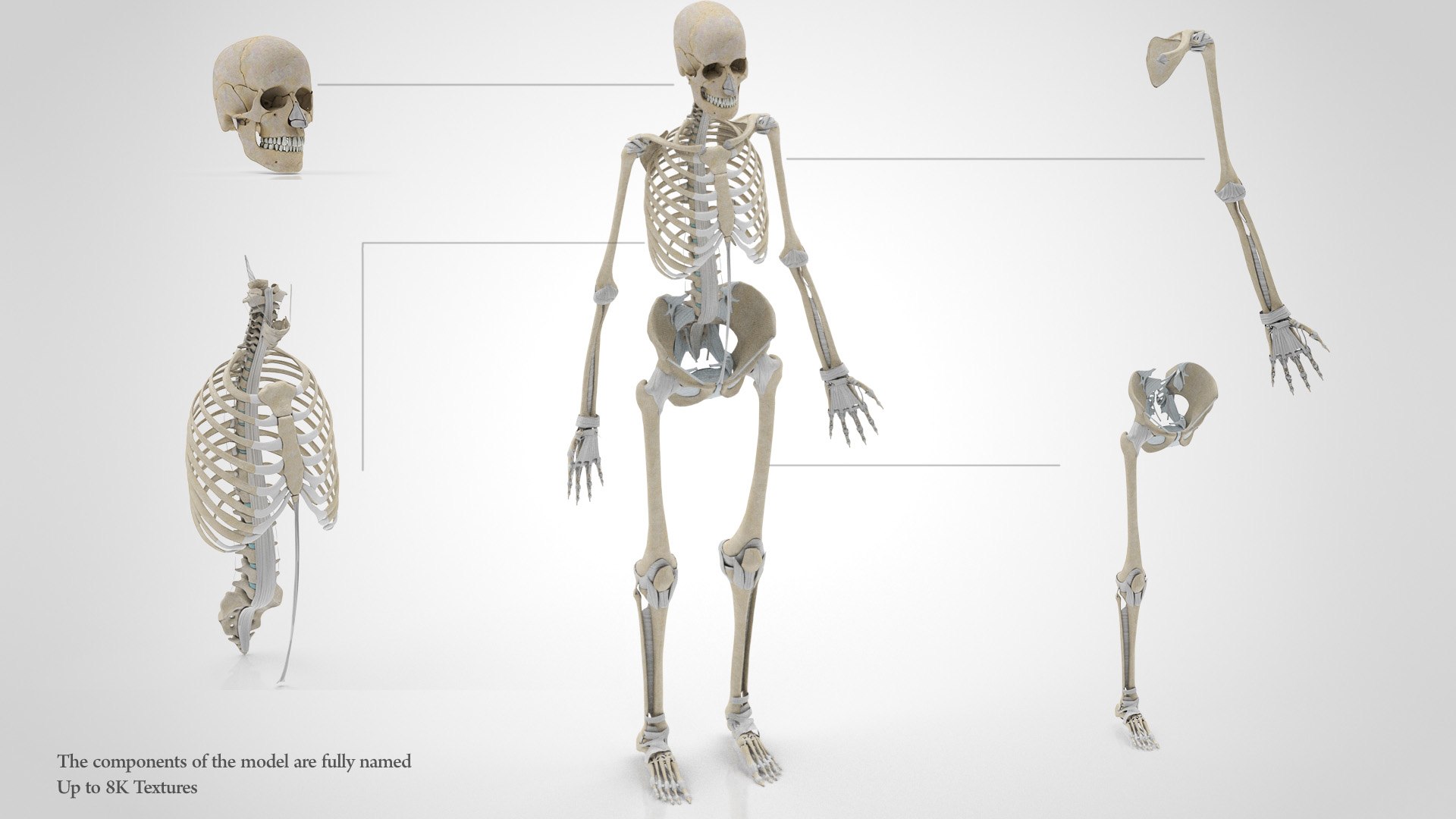 Human skeleton with Ligaments 3D model - TurboSquid 1814615