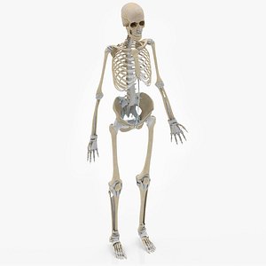 Human skeleton with Ligaments 3D model