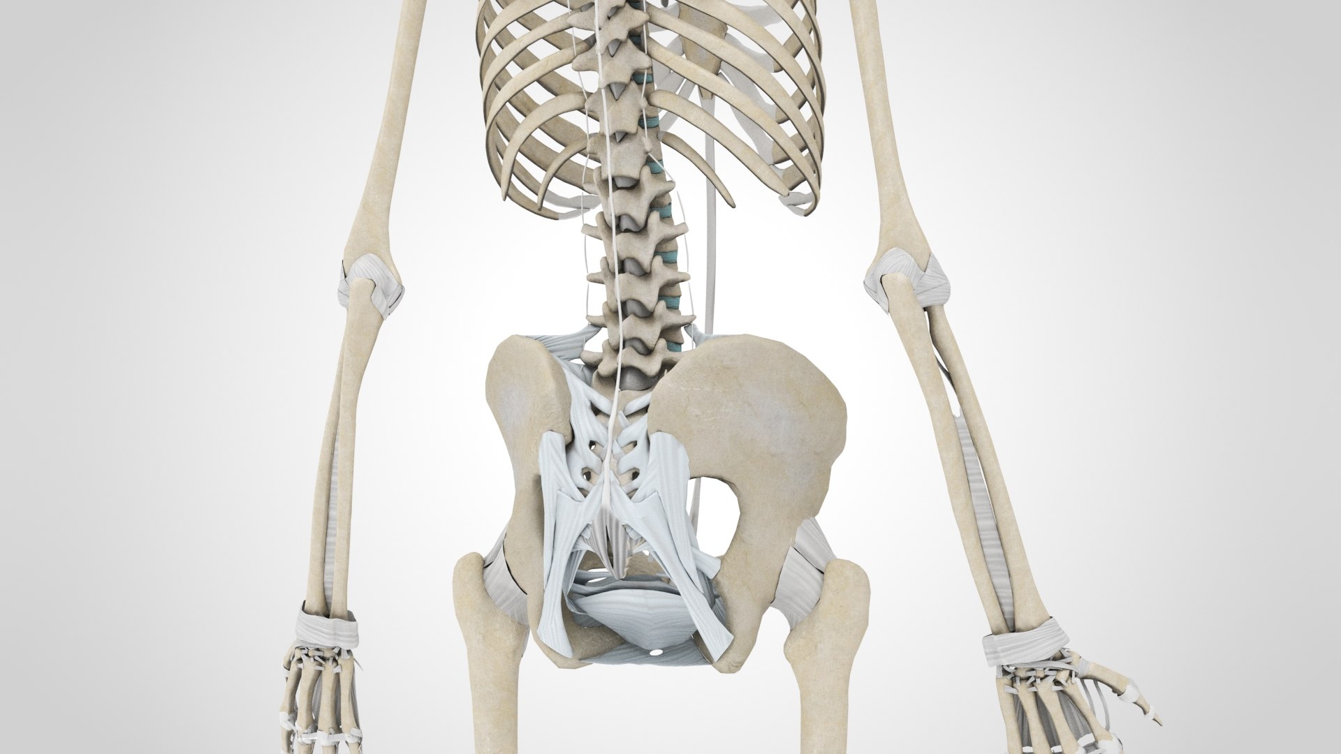 Human Skeleton With Ligaments 3D Model - TurboSquid 1814615