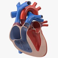Heart Cutaway
