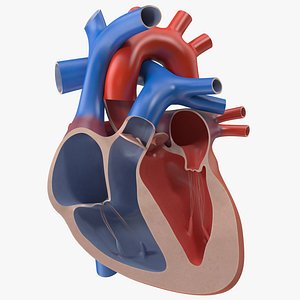 Heart Cutaway