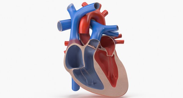 3d model human heart cutaway