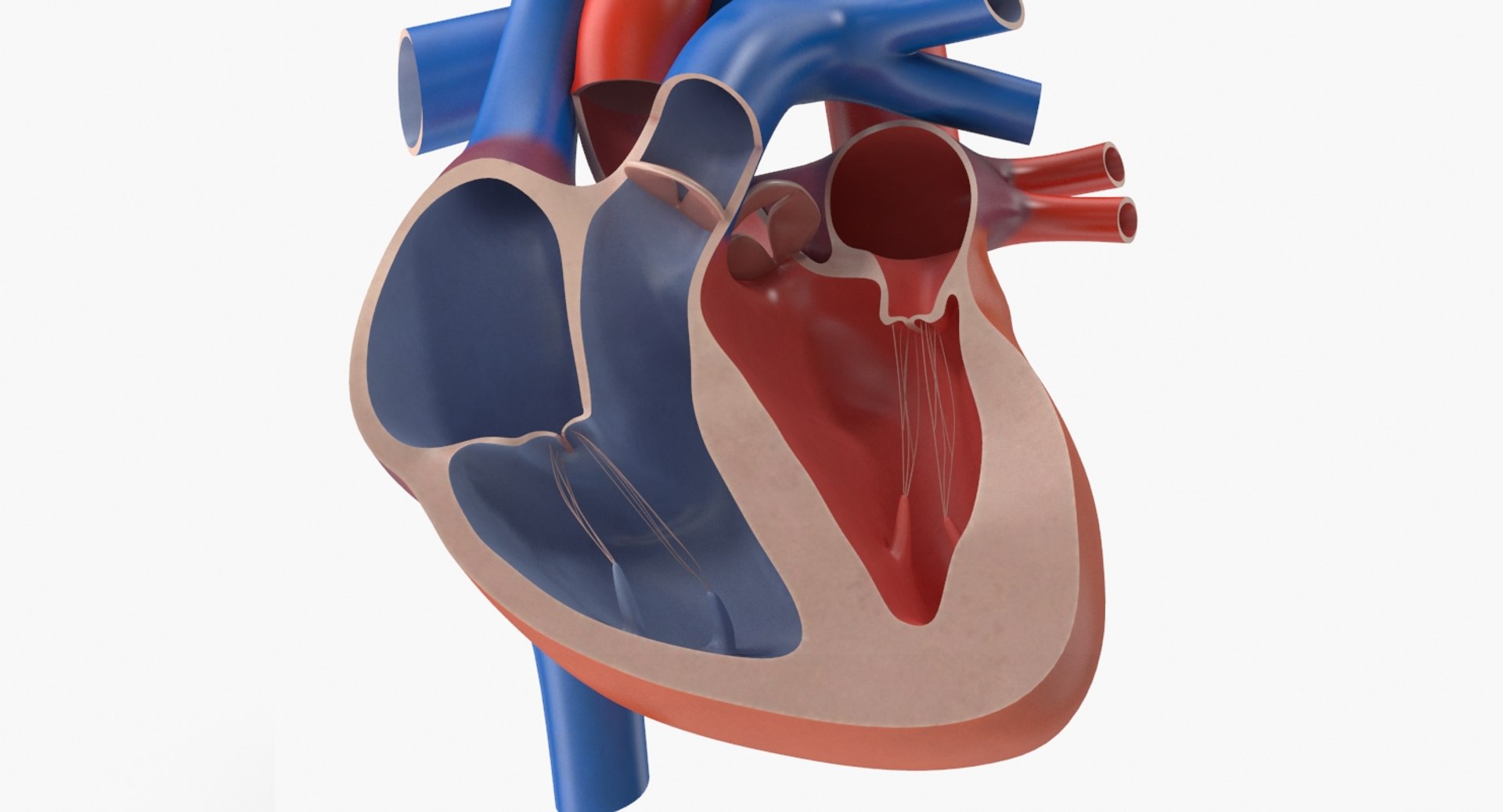 3d Model Human Heart Cutaway