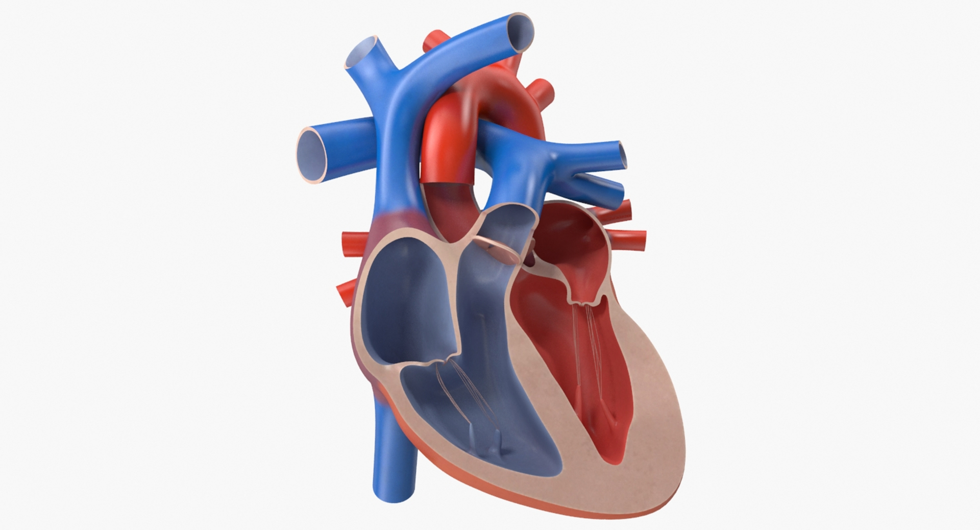 3d Model Human Heart Cutaway