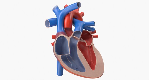 3d model human heart cutaway