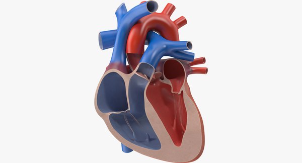 3d model human heart cutaway