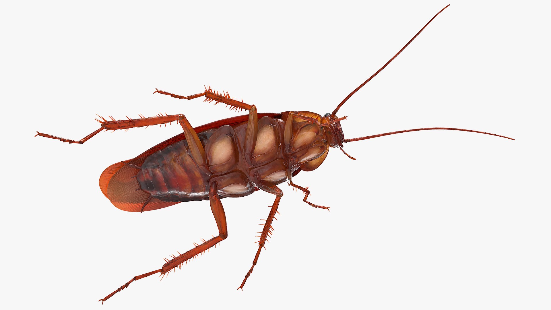 Animated Cockroach Creeps Rigged for Maya 3D model https://p.turbosquid.com/ts-thumb/15/lxi6Db/sm/animatedcockroachcreepsriggedformayac4dmodel008/jpg/1690517515/1920x1080/fit_q87/cc8cc19d55a325f71752a50e99bea4bd97b3d8da/animatedcockroachcreepsriggedformayac4dmodel008.jpg
