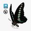 3D model Butterfly Graphium Sarpedon