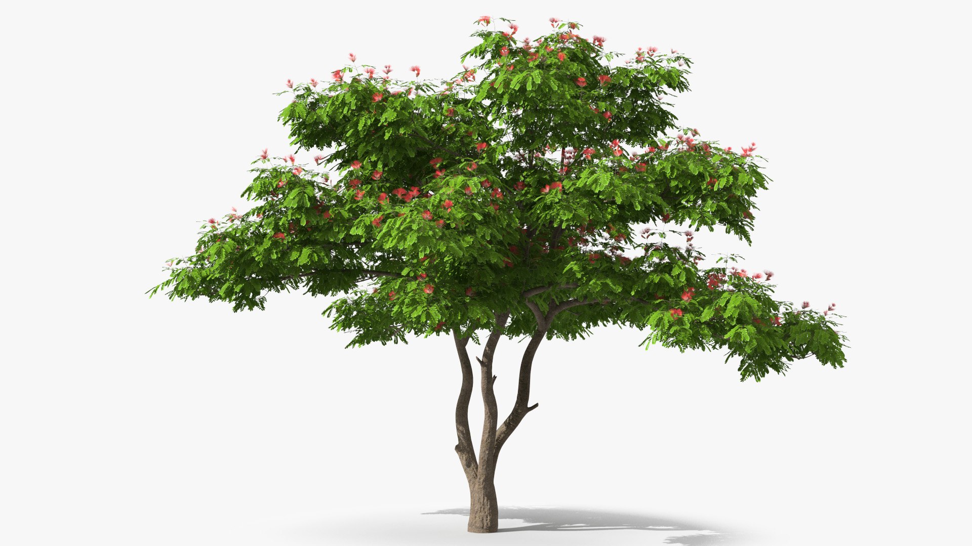 Albizia Julibrissin Blooming 3D model preview