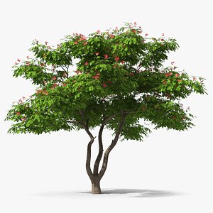 Albizia Julibrissin Blooming 3D model