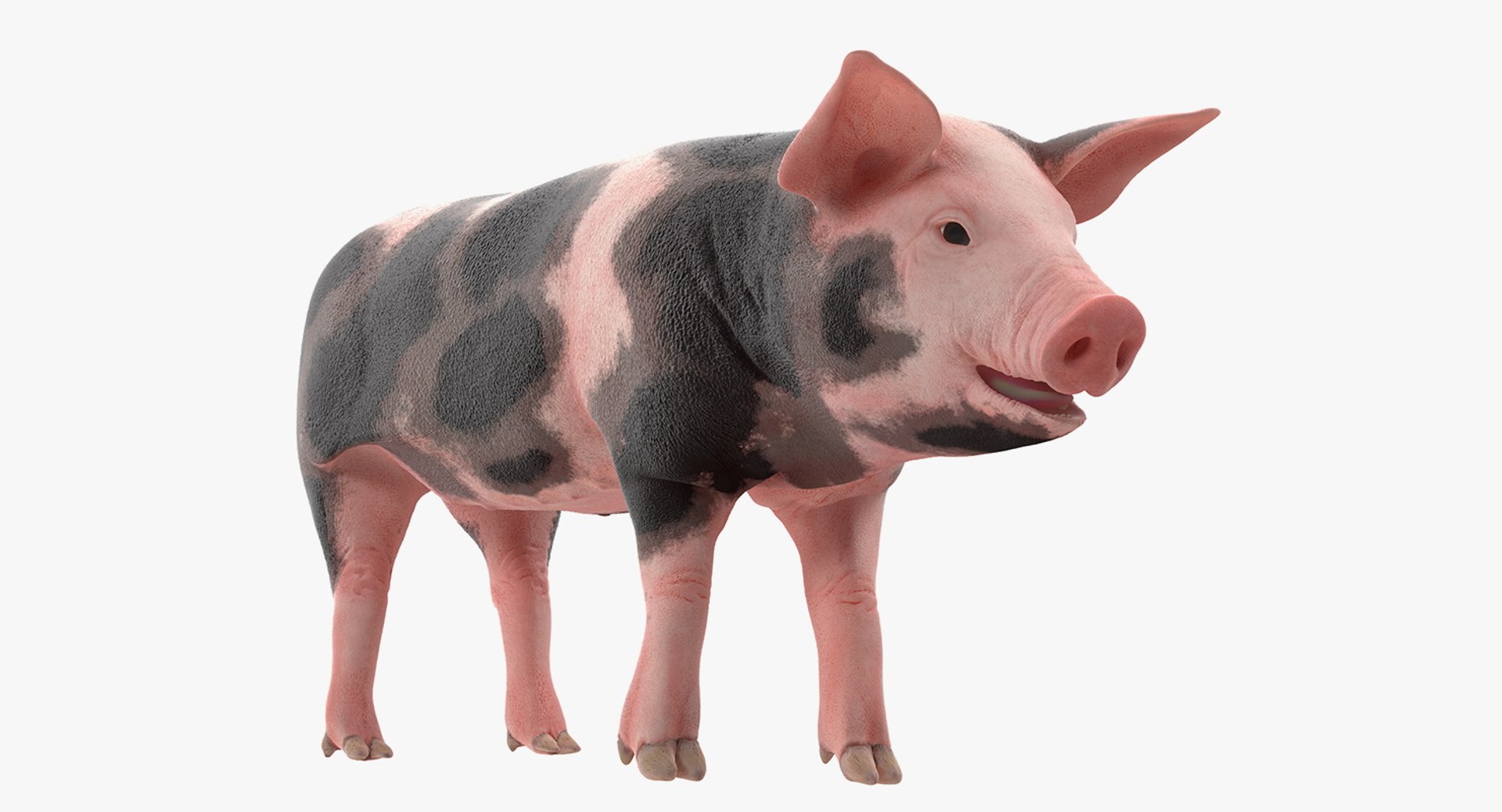Pig Piglet Pietrain Rigged for Cinema 4D 3D model preview