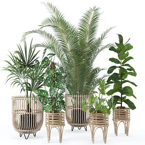 Plants collection 136 model