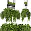 Collection plant vol 277 - Indoor - ampelous - hanging - 3dmax- 3dmodel - fbx - obj