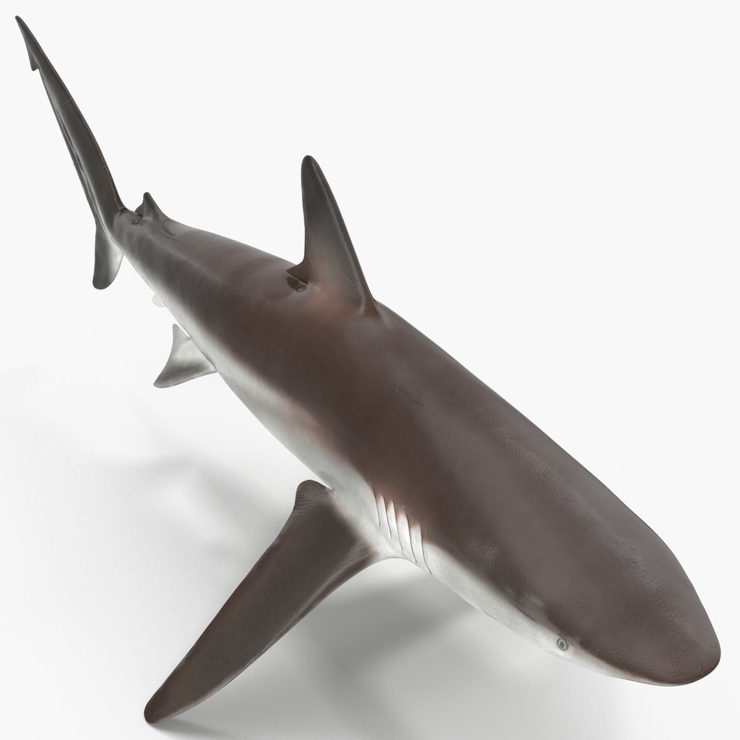 sharks 5 3ds https://p.turbosquid.com/ts-thumb/16/6omlE2/1FRdjX5L/3dmodelsofsharkscollection034/jpg/1452931559/1920x1080/fit_q87/3ec5593d44a0b72330b9f78ba260a166f576c8f4/3dmodelsofsharkscollection034.jpg