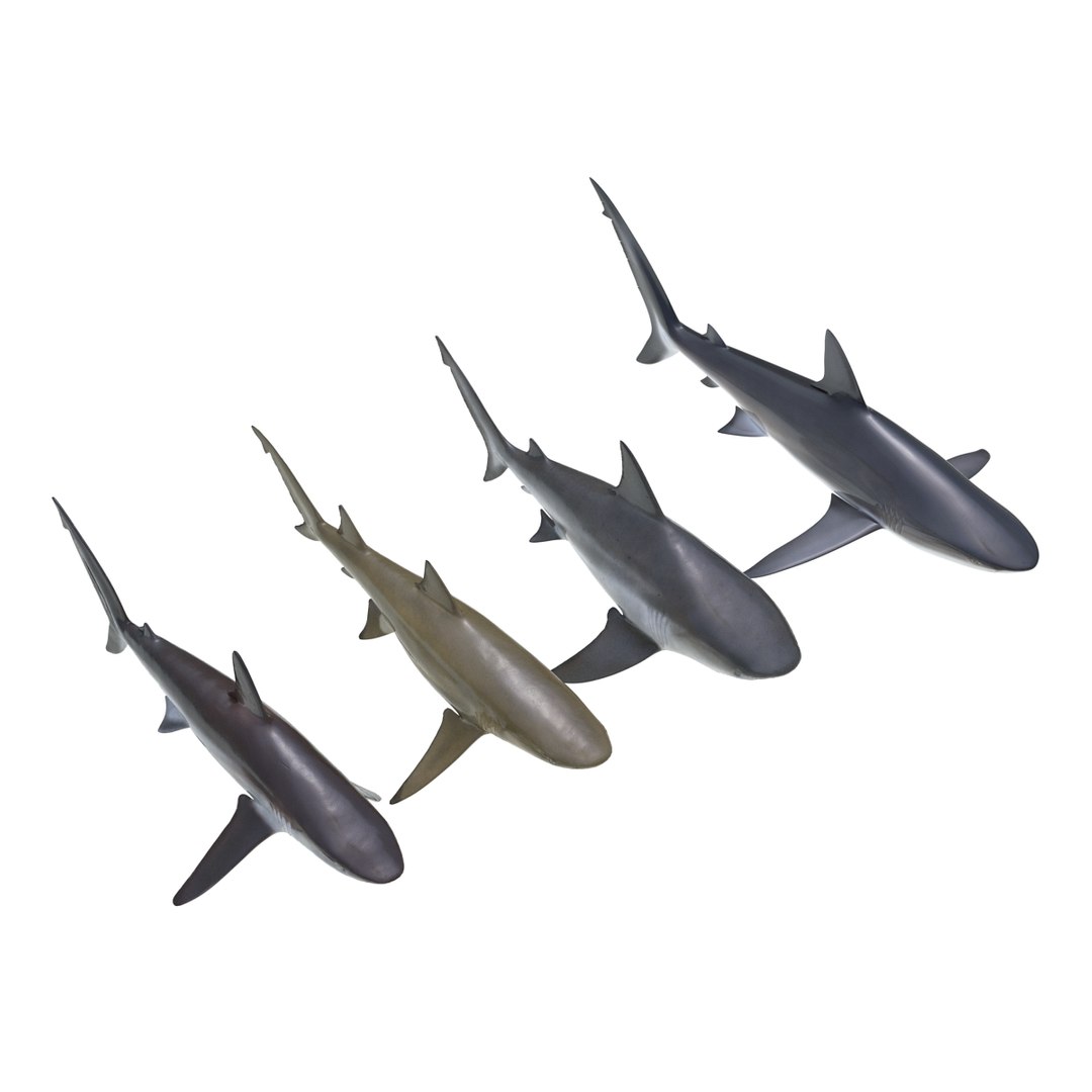 sharks 5 3ds https://p.turbosquid.com/ts-thumb/16/6omlE2/6RXW0SGR/3dmodelsofsharkscollection003/jpg/1452931556/1920x1080/fit_q87/69234785288f4ae7b46175ee03c6b9a346109f51/3dmodelsofsharkscollection003.jpg
