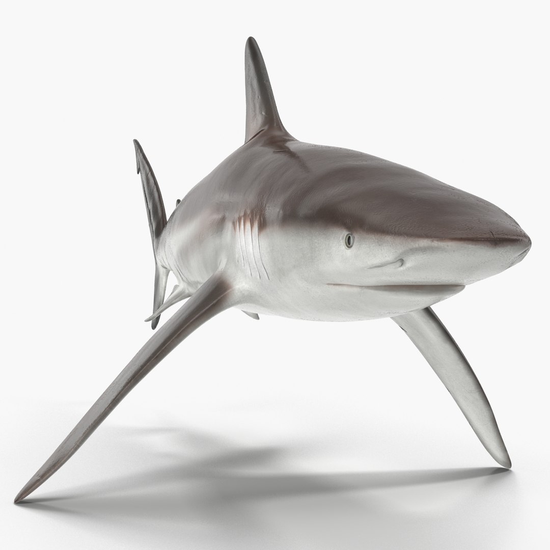 sharks 5 3ds https://p.turbosquid.com/ts-thumb/16/6omlE2/8MrA70lM/3dmodelsofsharkscollection032/jpg/1452931559/1920x1080/fit_q87/ece627ff730f8b34316d5dd3b56db9161753352d/3dmodelsofsharkscollection032.jpg