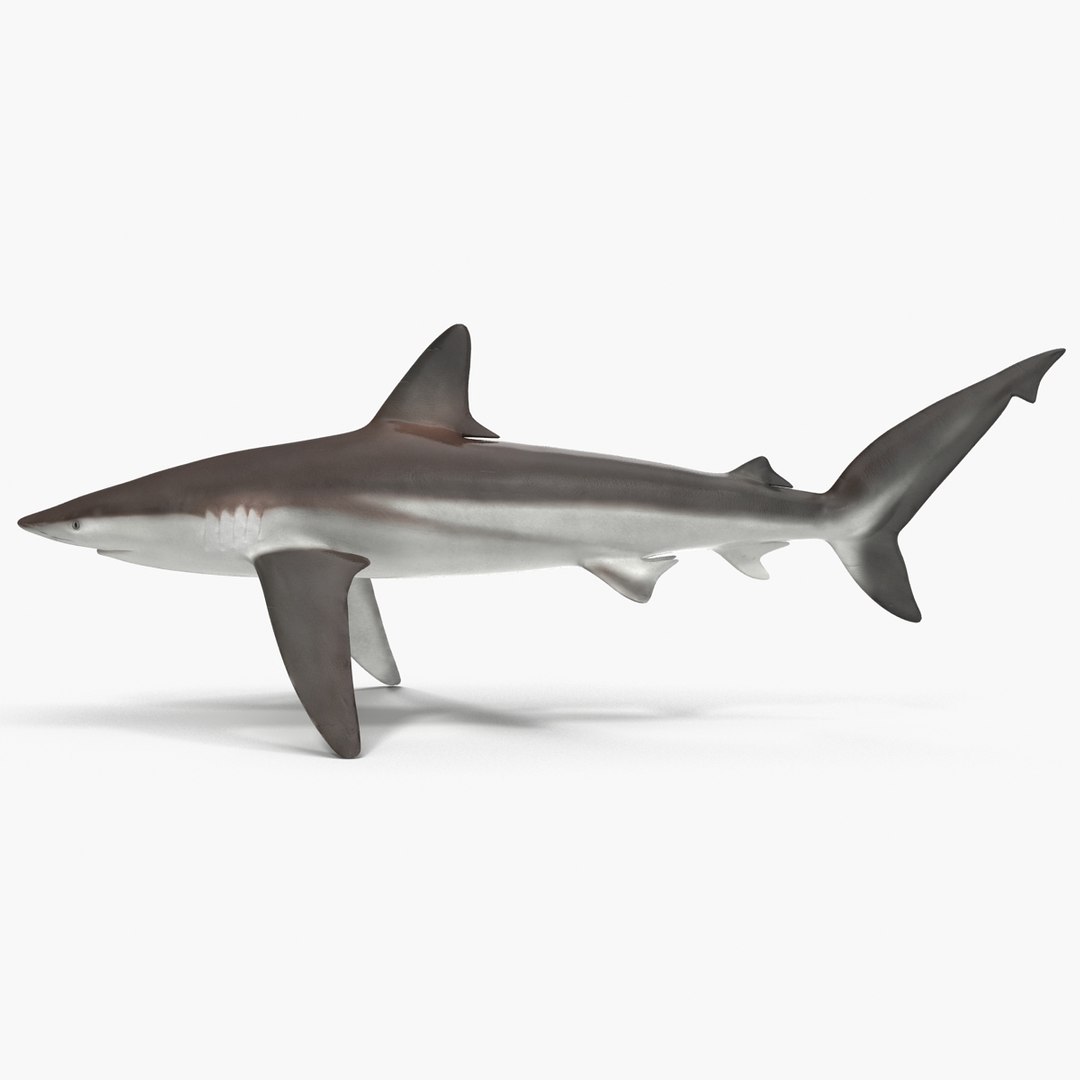 sharks 5 3ds https://p.turbosquid.com/ts-thumb/16/6omlE2/BzJQDI8a/3dmodelsofsharkscollection033/jpg/1452931559/1920x1080/fit_q87/1f1d9e3e39143968e6f5d5f21c2dd7daac05e02d/3dmodelsofsharkscollection033.jpg