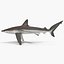 Collection Requins 5