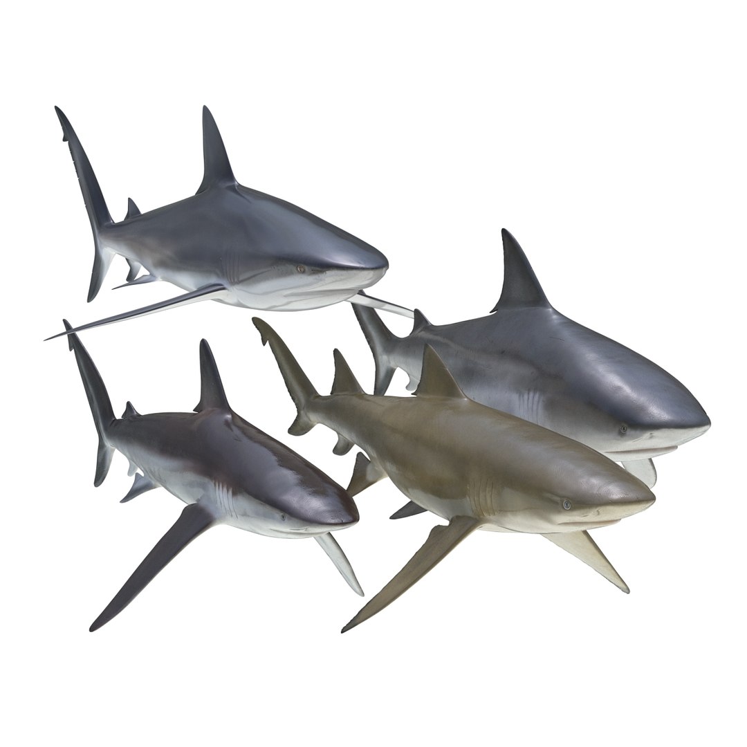 sharks 5 3ds https://p.turbosquid.com/ts-thumb/16/6omlE2/ESWCQF6Z/3dmodelsofsharkscollection001/jpg/1452931556/1920x1080/fit_q87/ea3fb6ffa45c4ee43ce966d0fdc157f217dd336e/3dmodelsofsharkscollection001.jpg