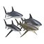 Collection Requins 5