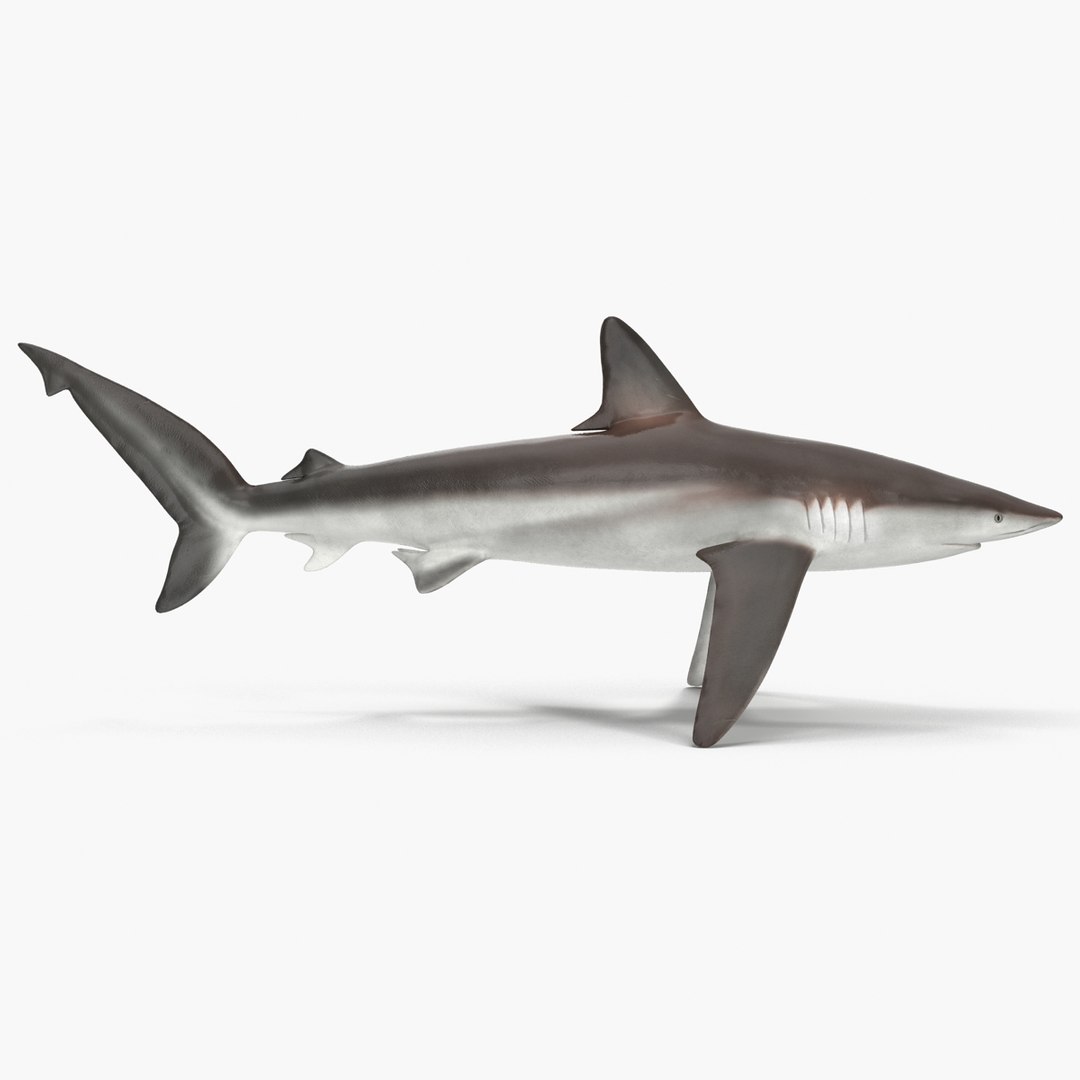 sharks 5 3ds https://p.turbosquid.com/ts-thumb/16/6omlE2/EcQYAk2g/3dmodelsofsharkscollection031/jpg/1452931559/1920x1080/fit_q87/3b401985555452cfbf0be11ea7d54c8a33a166fd/3dmodelsofsharkscollection031.jpg