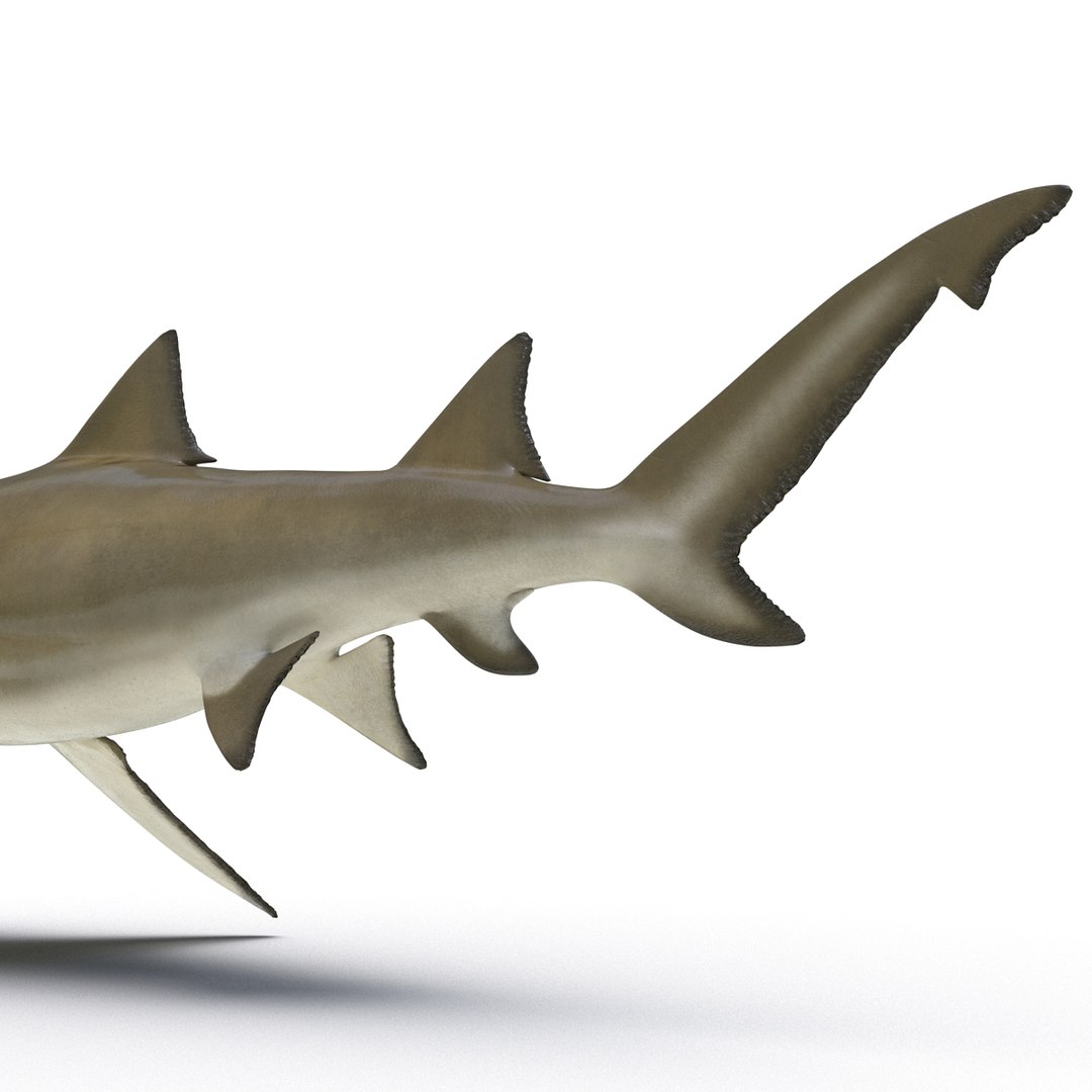 sharks 5 3ds https://p.turbosquid.com/ts-thumb/16/6omlE2/Gj9yblqb/3dmodelsofsharkscollection065/jpg/1452931562/1920x1080/fit_q87/974c01615ac7c67ff3d584a879e6a015d06daaf8/3dmodelsofsharkscollection065.jpg