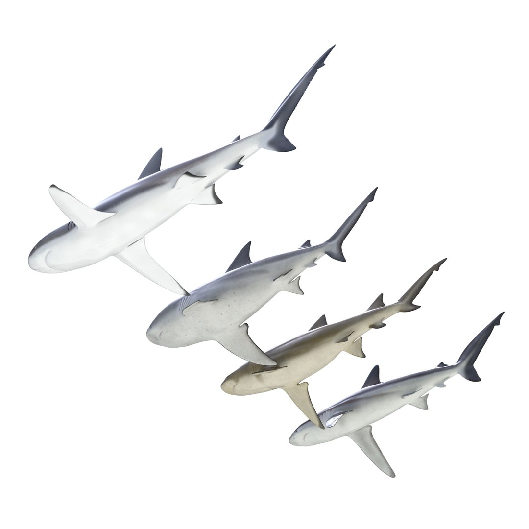 sharks 5 3ds https://p.turbosquid.com/ts-thumb/16/6omlE2/H1mamhKC/3dmodelsofsharkscollection005/jpg/1452931556/1920x1080/fit_q87/85dbc6387fbe605f4675c76bd3786bea30169bff/3dmodelsofsharkscollection005.jpg