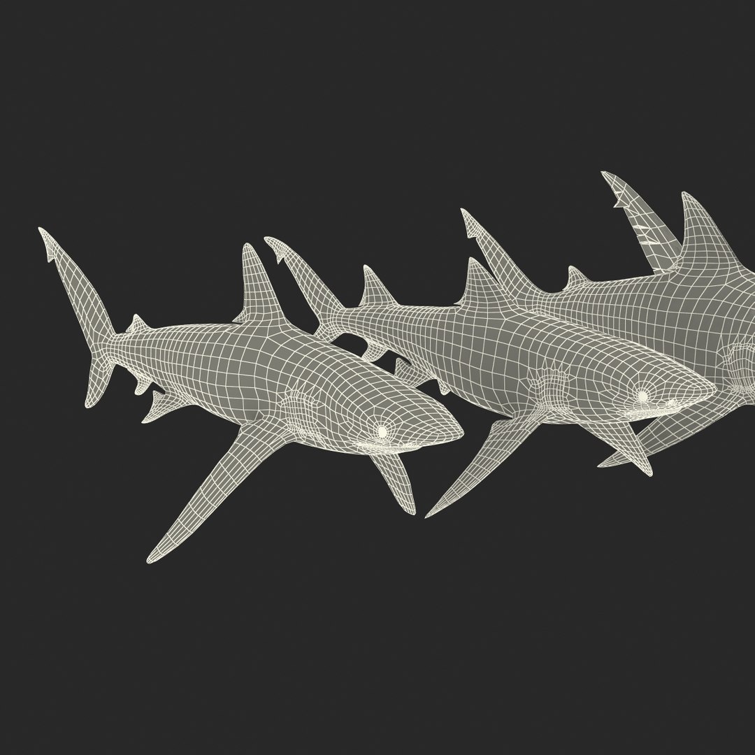 sharks 5 3ds https://p.turbosquid.com/ts-thumb/16/6omlE2/HBiwAmMj/3dmodelsofsharkscollection094/jpg/1452931565/1920x1080/fit_q87/bcccffd08f0924e6f583c6b21fa2d03ddd55b245/3dmodelsofsharkscollection094.jpg