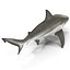 Collection Requins 5