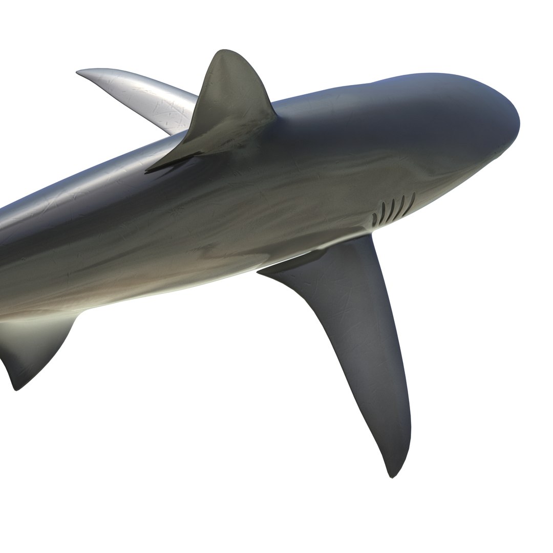 sharks 5 3ds https://p.turbosquid.com/ts-thumb/16/6omlE2/Hnw4FbMd/3dmodelsofsharkscollection058/jpg/1452931562/1920x1080/fit_q87/0293cf06803030bff1bae26af60ad72e12b256b9/3dmodelsofsharkscollection058.jpg