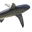 Collection Requins 5