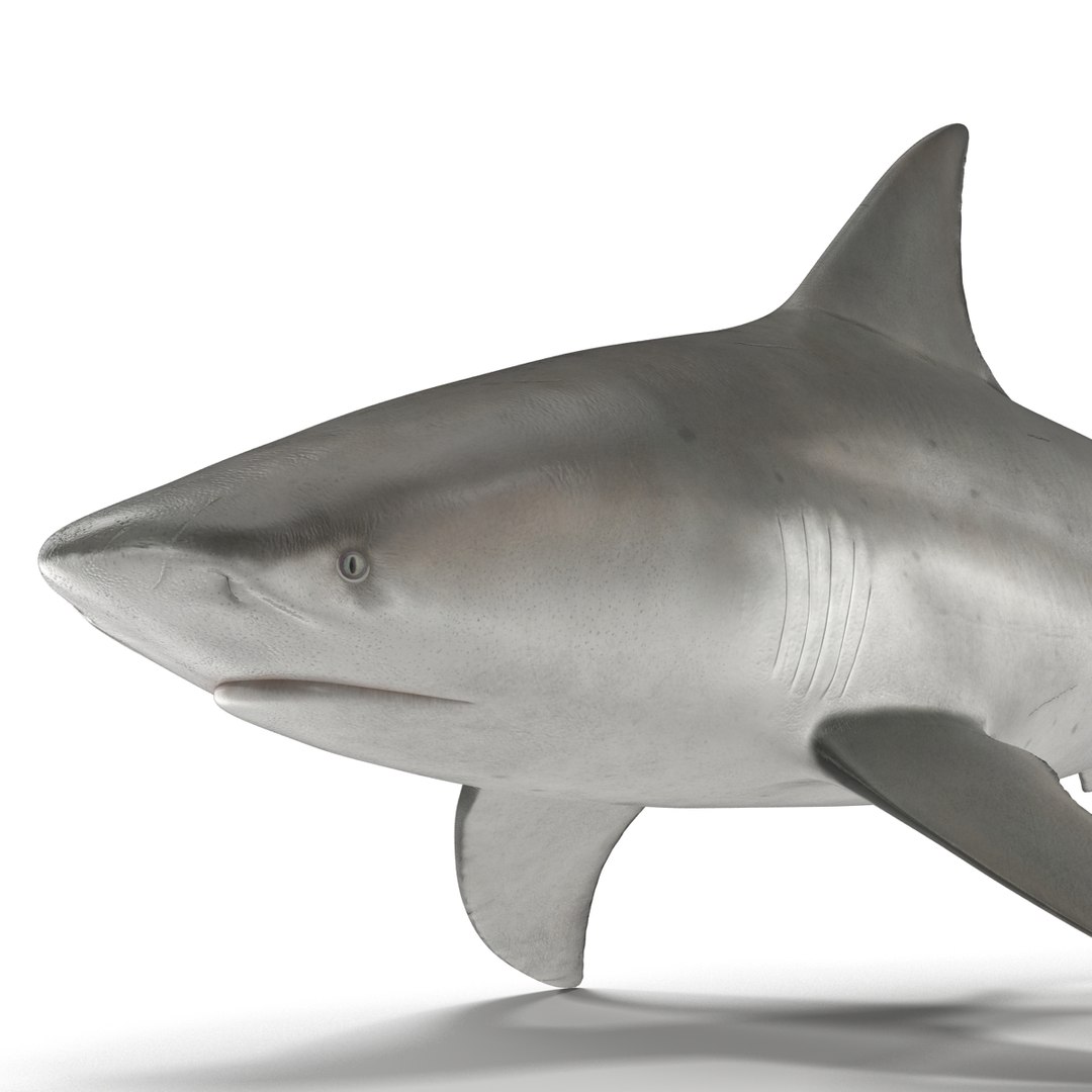 sharks 5 3ds https://p.turbosquid.com/ts-thumb/16/6omlE2/HySjvV5j/3dmodelsofsharkscollection024/jpg/1452931558/1920x1080/fit_q87/1b61aa926069f9937daddb1d84cc2067cc1dbab7/3dmodelsofsharkscollection024.jpg