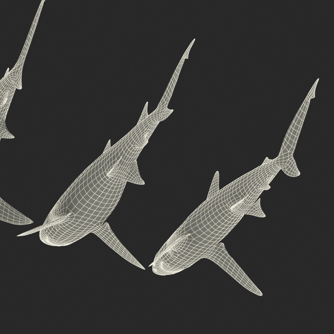 sharks 5 3ds https://p.turbosquid.com/ts-thumb/16/6omlE2/K6bRobr3/3dmodelsofsharkscollection096/jpg/1452931566/1920x1080/fit_q87/9b7199afa1271bacaca021c3dee9998056598b11/3dmodelsofsharkscollection096.jpg