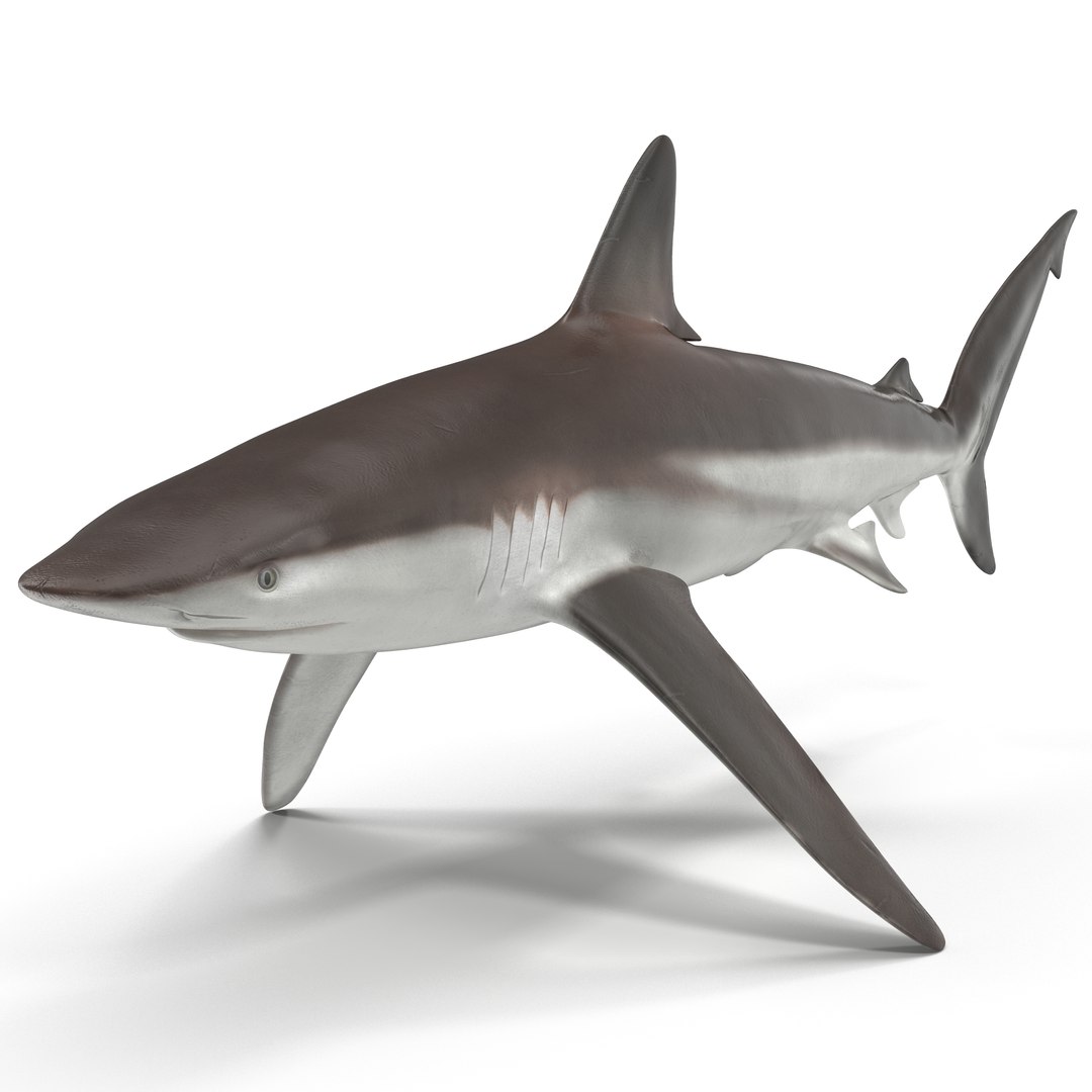 sharks 5 3ds https://p.turbosquid.com/ts-thumb/16/6omlE2/LWgeYNMG/3dmodelsofsharkscollection030/jpg/1452931559/1920x1080/fit_q87/2486b12b9c9fdaf7e921e7930e3e94f65b2335b5/3dmodelsofsharkscollection030.jpg