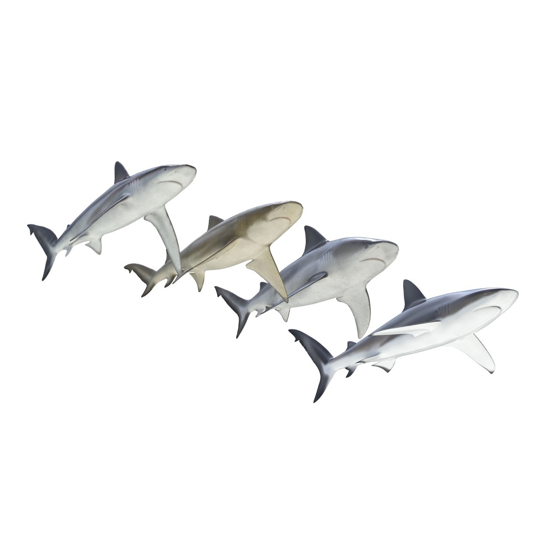 sharks 5 3ds https://p.turbosquid.com/ts-thumb/16/6omlE2/LudCZEGV/3dmodelsofsharkscollection004/jpg/1452931556/1920x1080/fit_q87/073dac39e9524ebe550681299d5771e221ecccbd/3dmodelsofsharkscollection004.jpg
