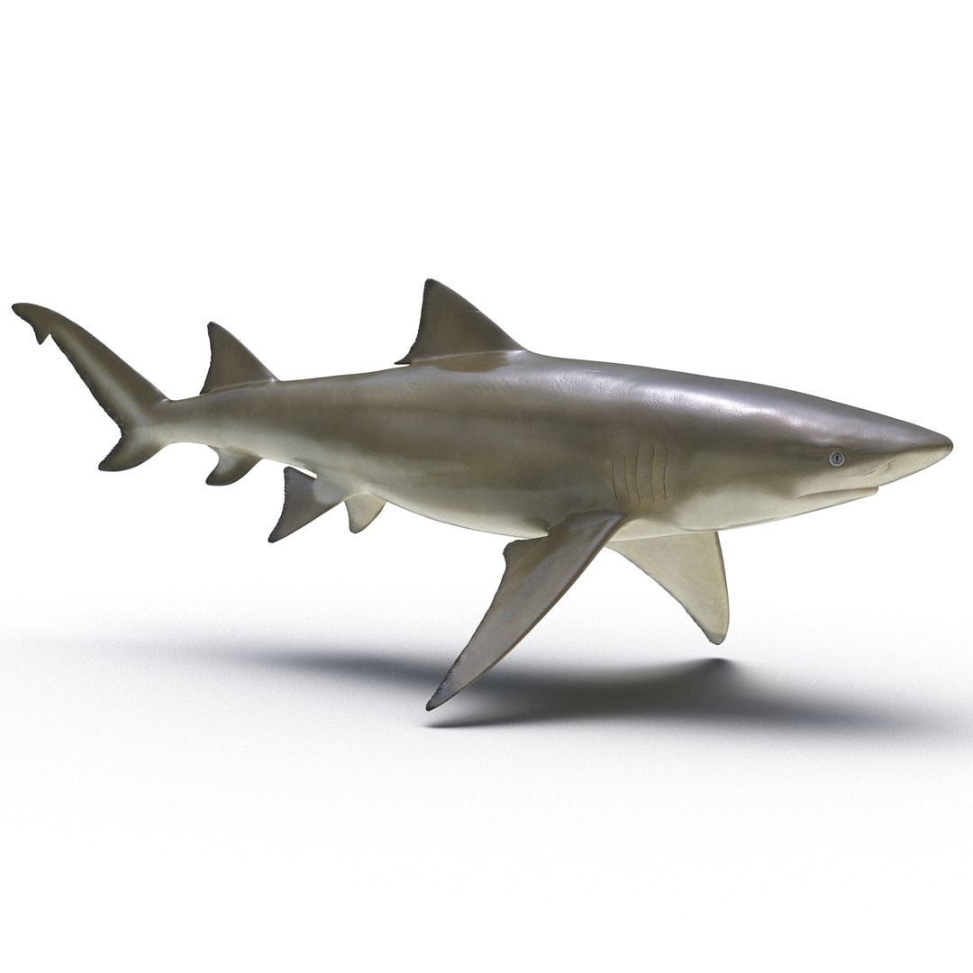 sharks 5 3ds https://p.turbosquid.com/ts-thumb/16/6omlE2/NELdsc8V/3dmodelsofsharkscollection060/jpg/1452931562/1920x1080/fit_q87/137ba6f22345d1550da8c902be6406b98ba8acd0/3dmodelsofsharkscollection060.jpg