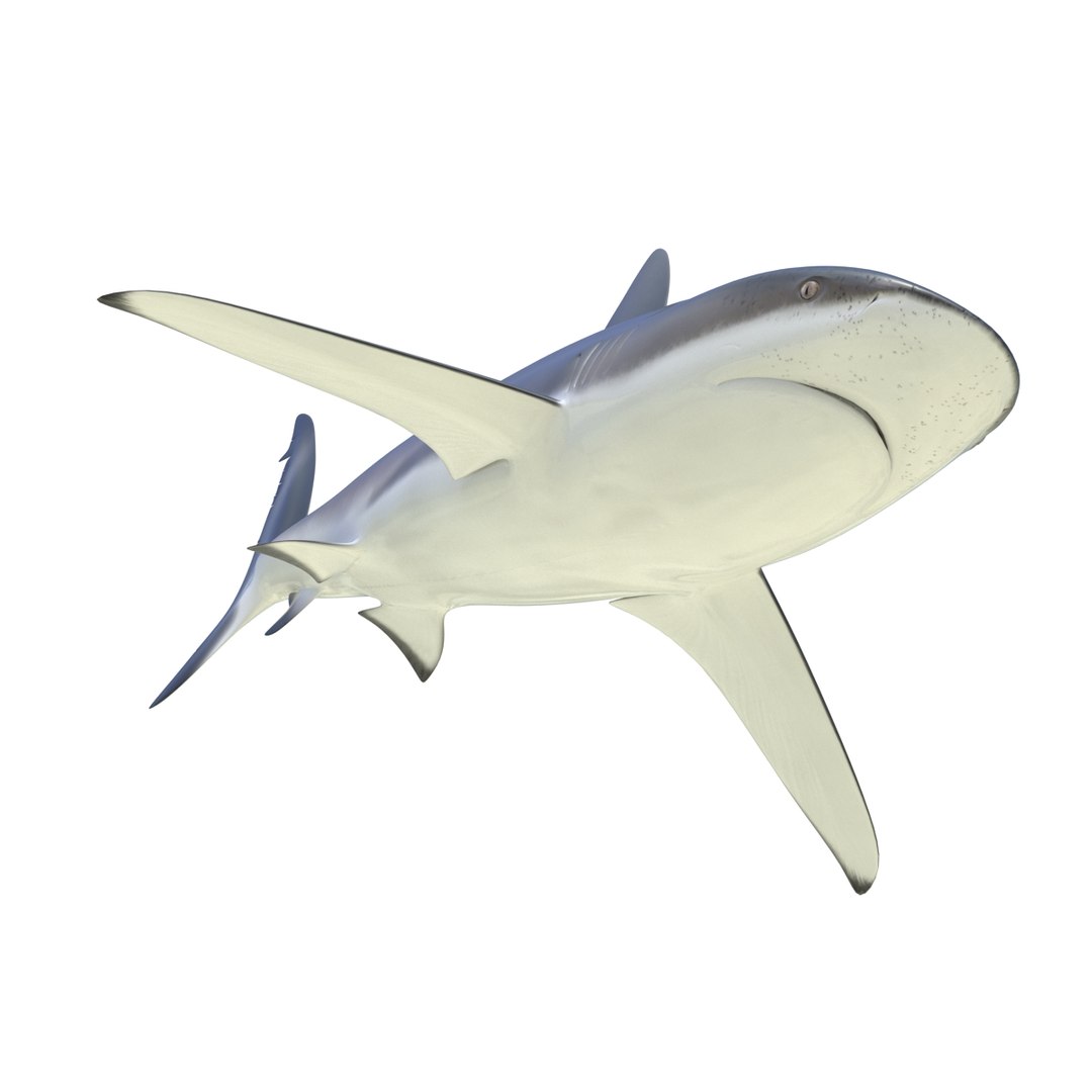 sharks 5 3ds https://p.turbosquid.com/ts-thumb/16/6omlE2/NxokFwyz/3dmodelsofsharkscollection052/jpg/1452931561/1920x1080/fit_q87/7d054ccfe57fa7e42a48e1e01c5b54a96b66bff4/3dmodelsofsharkscollection052.jpg
